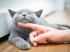 Every Cat Owners Must-Haves Cat Owners