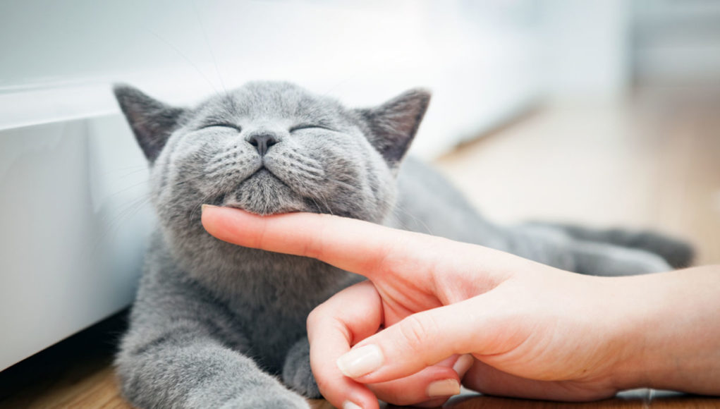Cat Owners Cat Owners