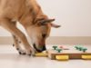 6 Toys to Buy for Your Dogs That They’ll Surely Love Toys to Buy for Your Dogs