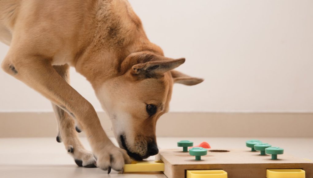 Toys to Buy for Your Dogs Toys to Buy for Your Dogs