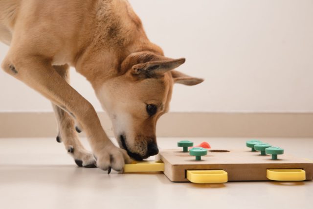 Toys to Buy for Your Dogs