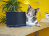 How Technologies Are Changing the Pet Industry Pet Industry
