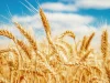 Could AI Help Solve Wheat Disease? Wheat Disease