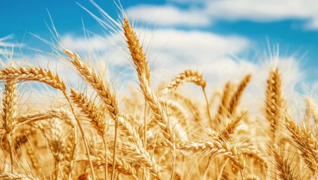 Wheat Disease Wheat Disease