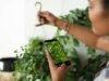 Recognize plants with your phone Recognize plants with your phone