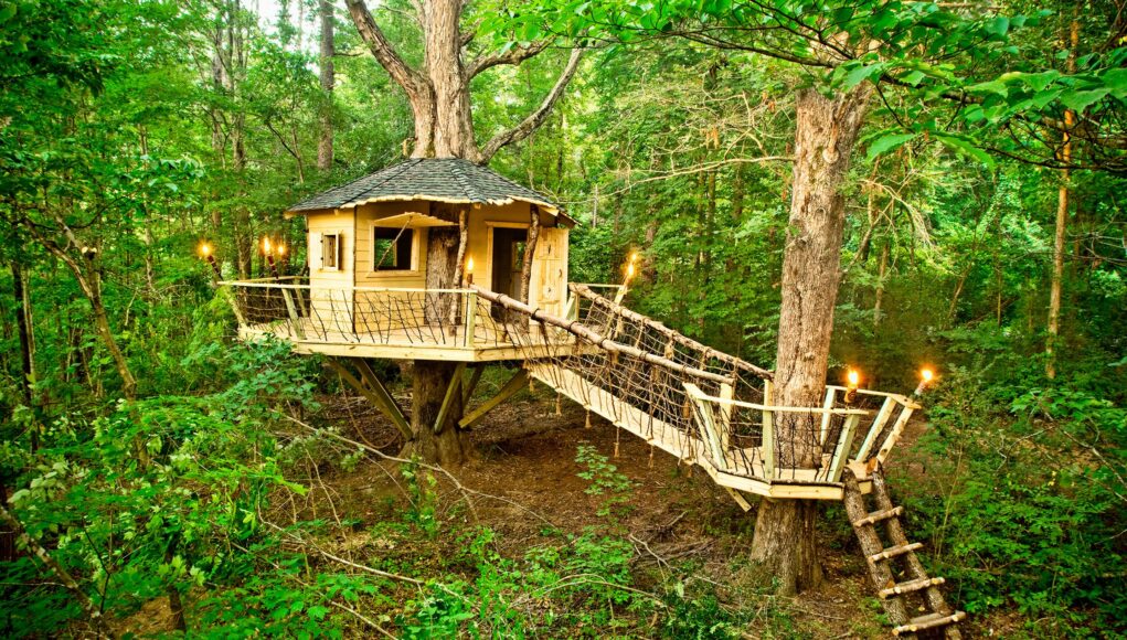 Elevate Your Mini Plant Collection with Tiny Treehouse Concepts Elevate Your Mini Plant Collection with Tiny Treehouse Concepts