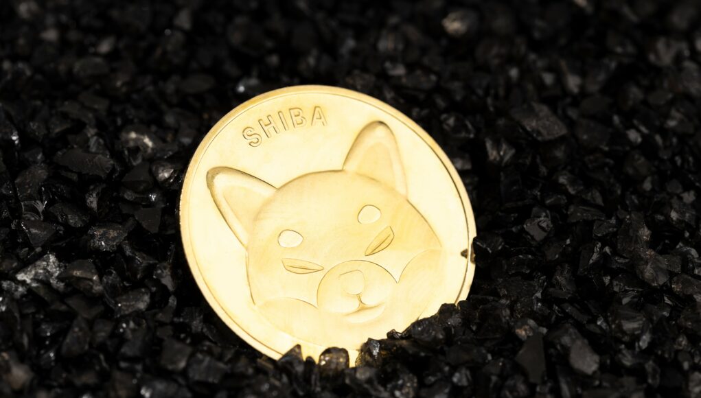 Shiba Inu