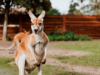 Australia Anytime: The Ultimate Year-Round Travel Guide Australia Anytime